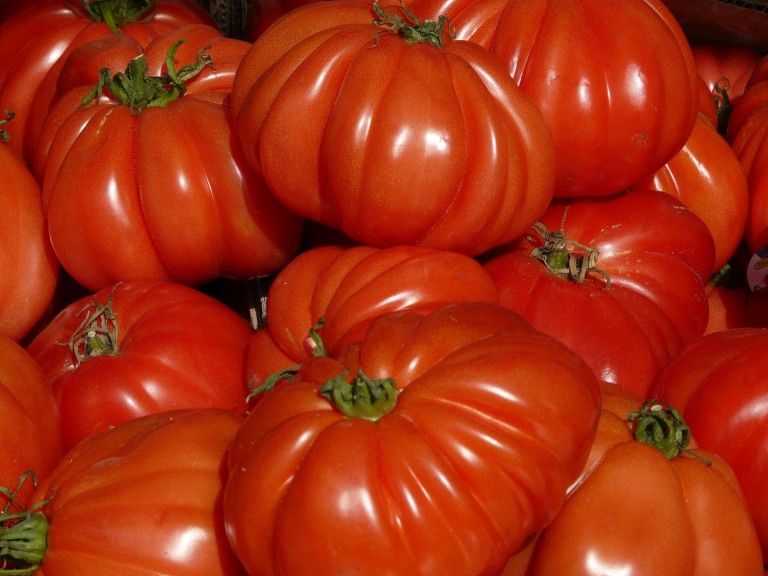 Pomidory bawole serce – idealna odmiana do uprawy pod osłonami.